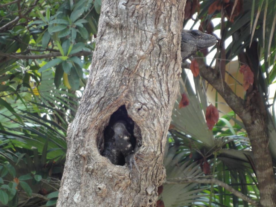 Egon der Leguan Catalonia Royal Tulum Beach & Spa Resort - Adults only