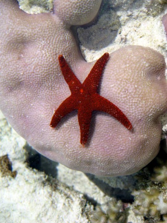 Seestern Embudu Village