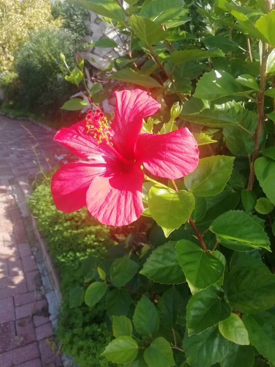 Gartenanlage Seaden Quality Resort & Spa