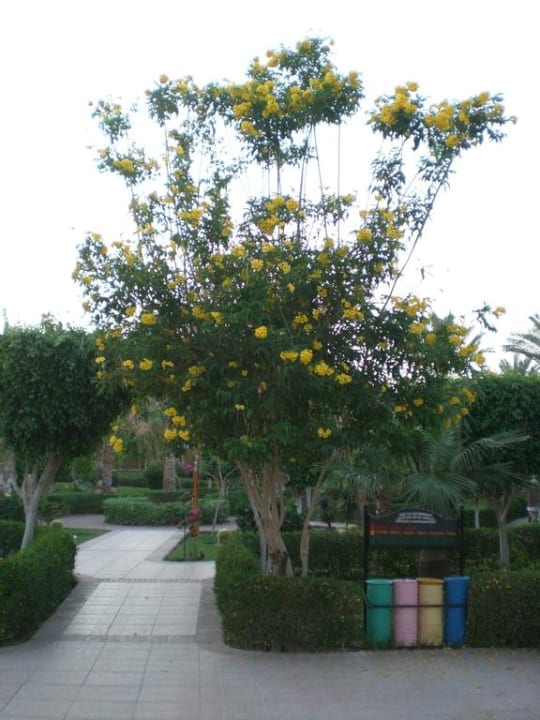 Garten TUI MAGIC LIFE Redsina Sharm El Sheikh