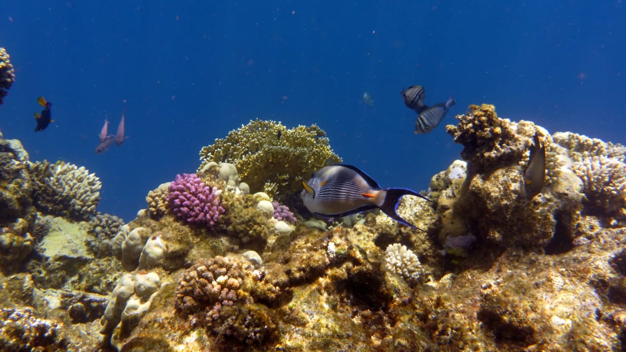 Sport & Freizeit Three Corners Fayrouz Plaza Beach Resort