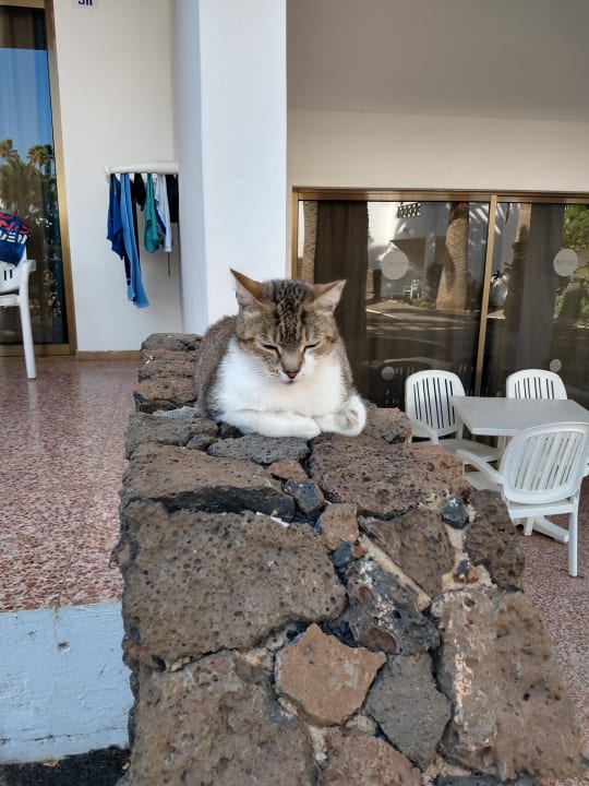 Sonstiges Relaxia Olivina