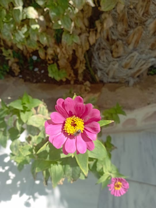 Gartenanlage Welcome Meridiana Djerba Hotel