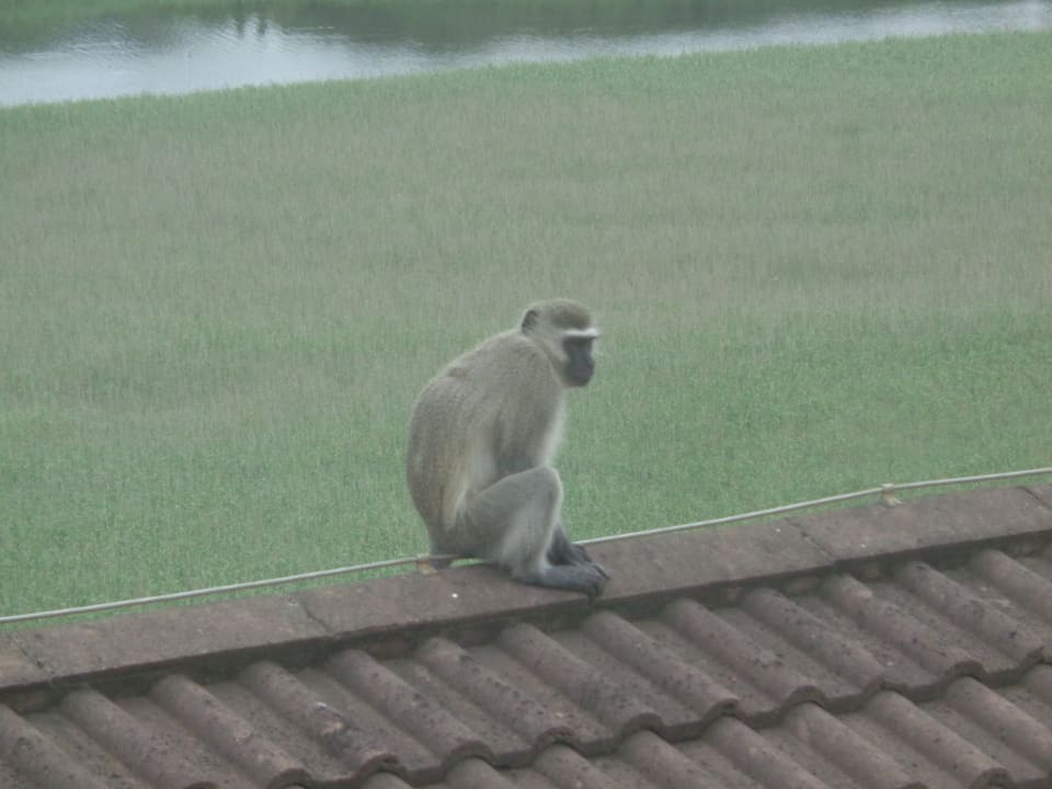 Ausblick Hotel Protea Karridene Beach