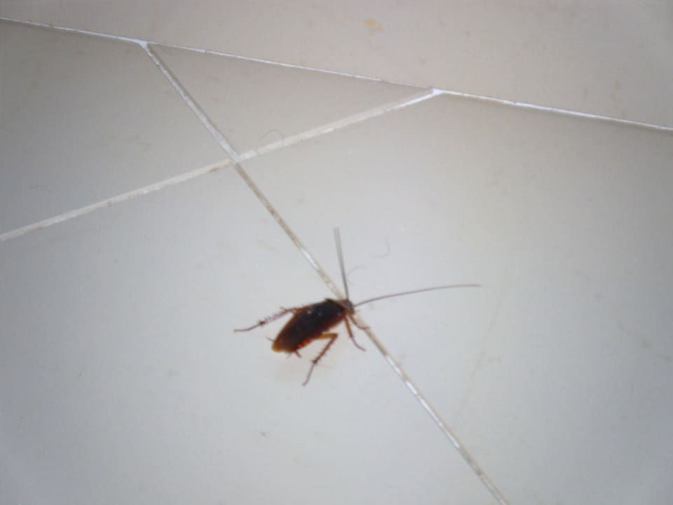 Unser kleiner Mitbewohner Grand Palladium Select Bávaro Resort & Spa