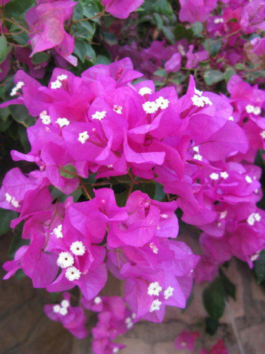 Blumen Coral Sun Beach