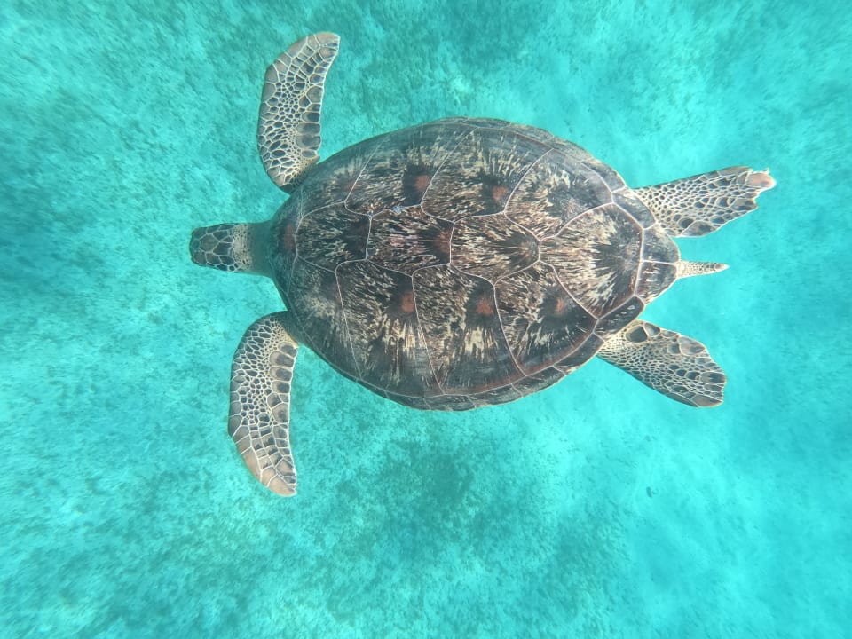 Sport & Freizeit Malikia Resort Abu Dabbab