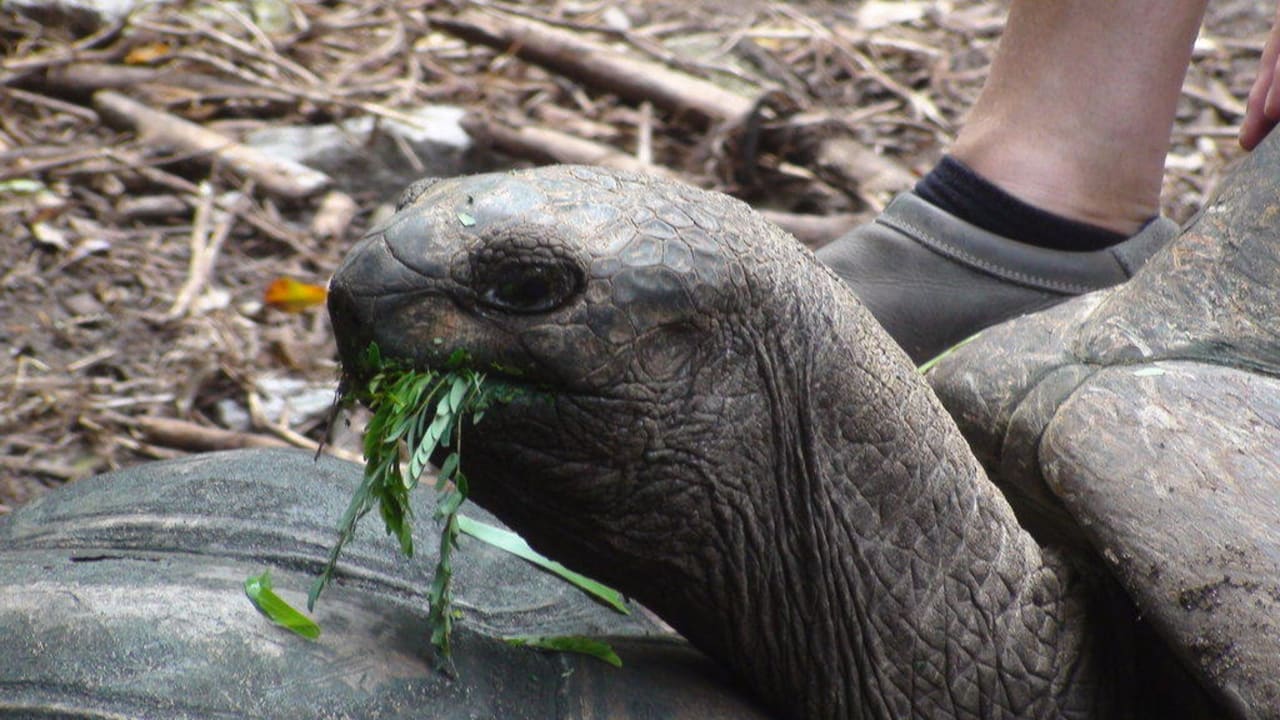 Flora & Fauna Constance Ephelia