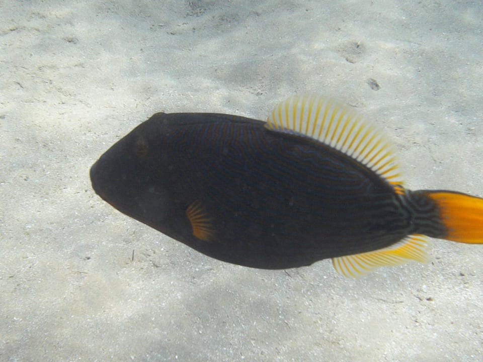 Fisch Prima Life Makadi Resort