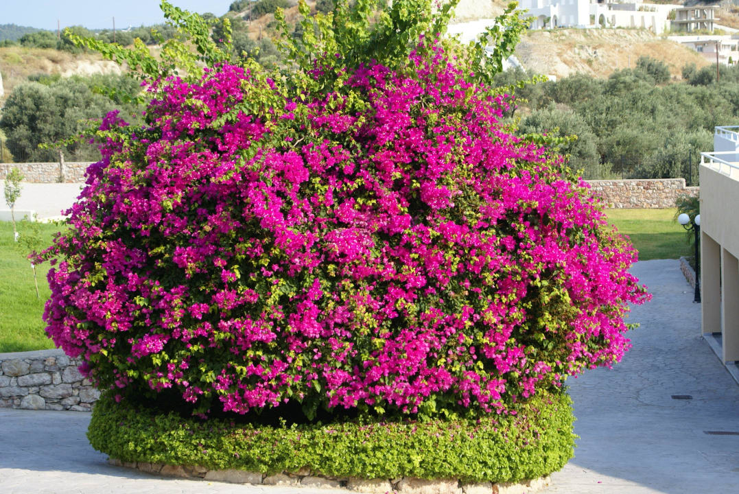 Wunderschöne Blumen Atlantica Mikri Poli Rhodes