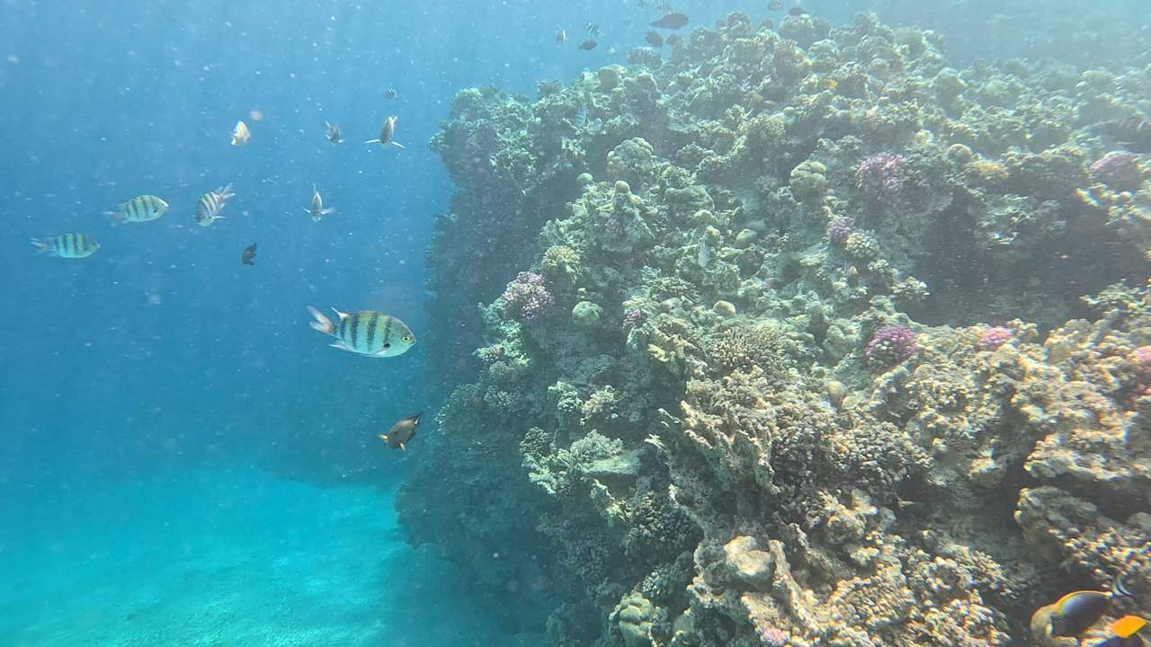 Strand Pickalbatros Sands Hotel - Port Ghalib