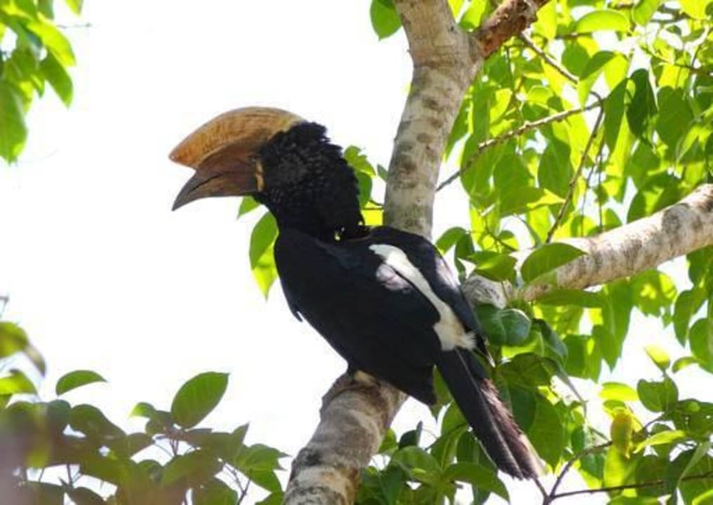 Silberwangenvogel Hotel Papillon Lagoon Reef