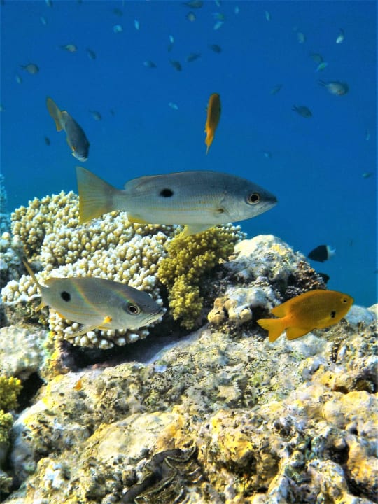 Sport & Freizeit Shams Alam Beach Resort