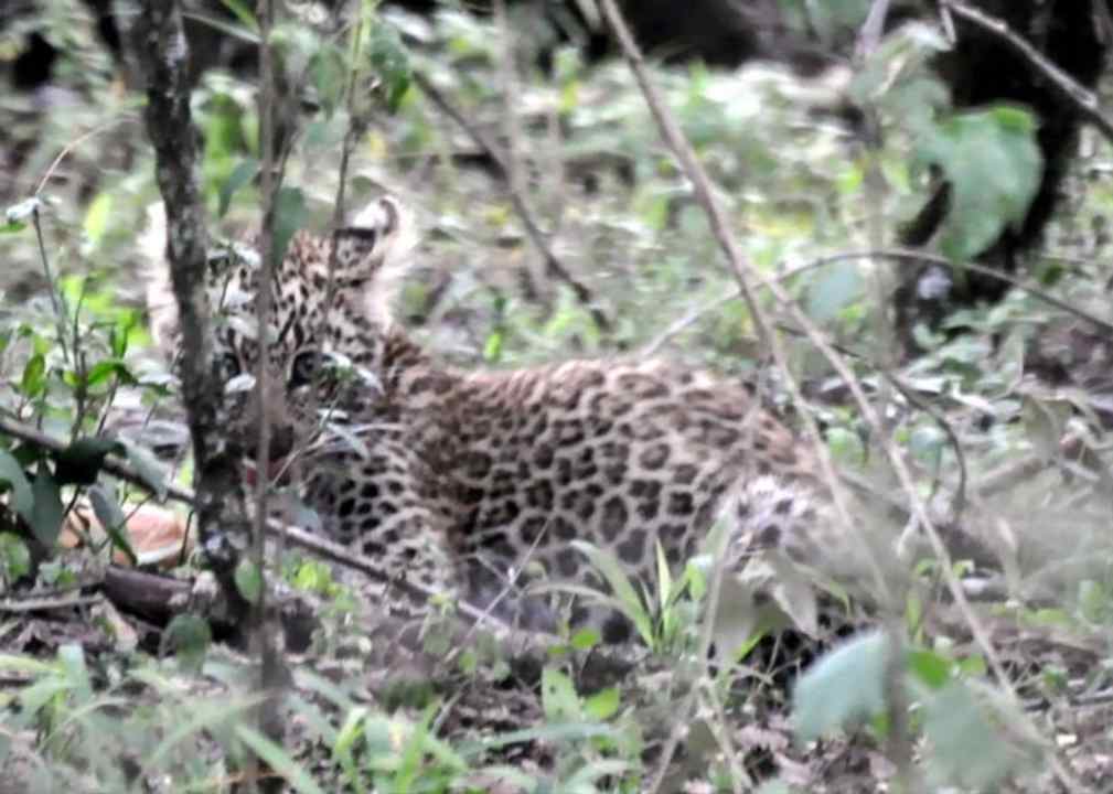 Kleiner Leo im Busch Aruba-Mara Camp