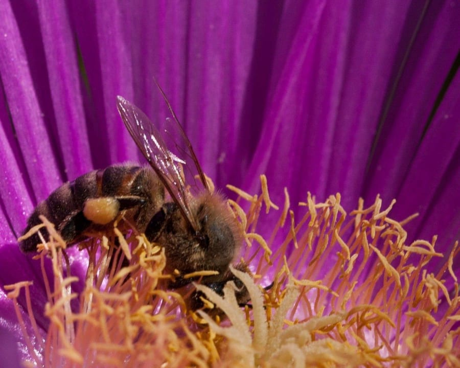 Bienen zu Besuch auf Blüten Limak Limra Hotel & Resort