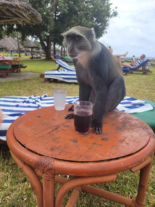 Gartenanlage Neptune Village Beach Resort & Spa