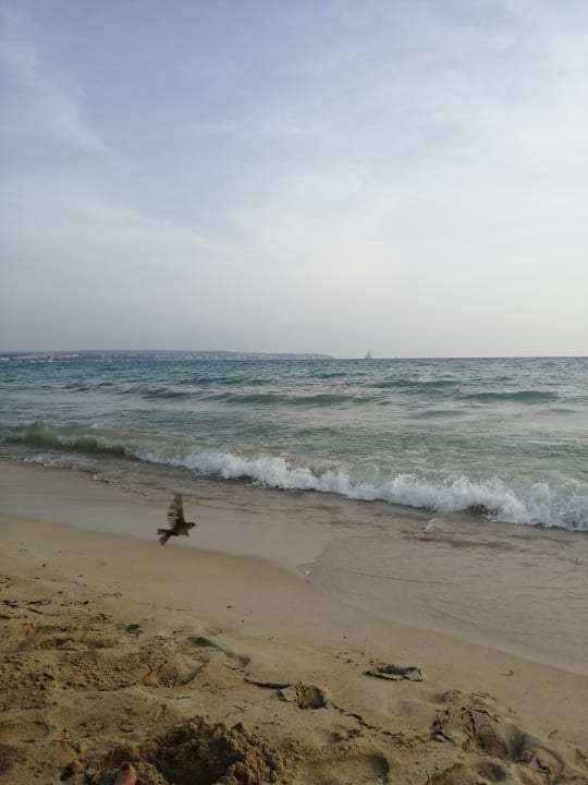 Strand Grupotel Acapulco Playa - Adults Only