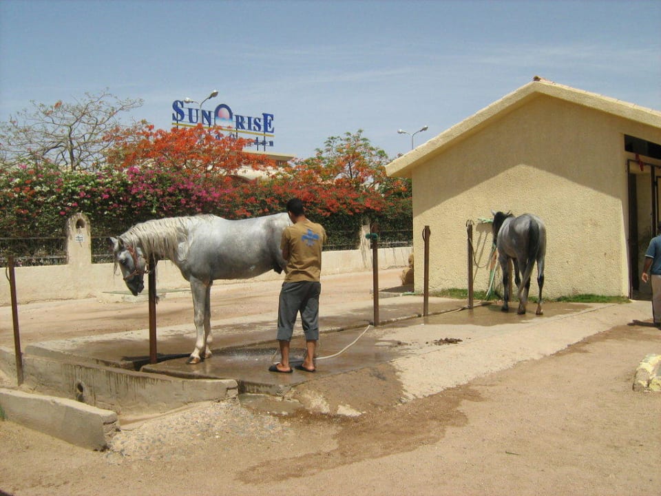 Уход за лошадьми  Concorde El Salam Hotel Sharm el Sheikh by Royal Tulip