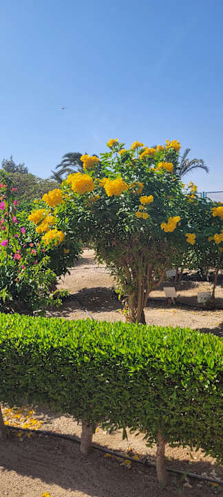 Außenansicht Mövenpick Resort & Spa El Gouna