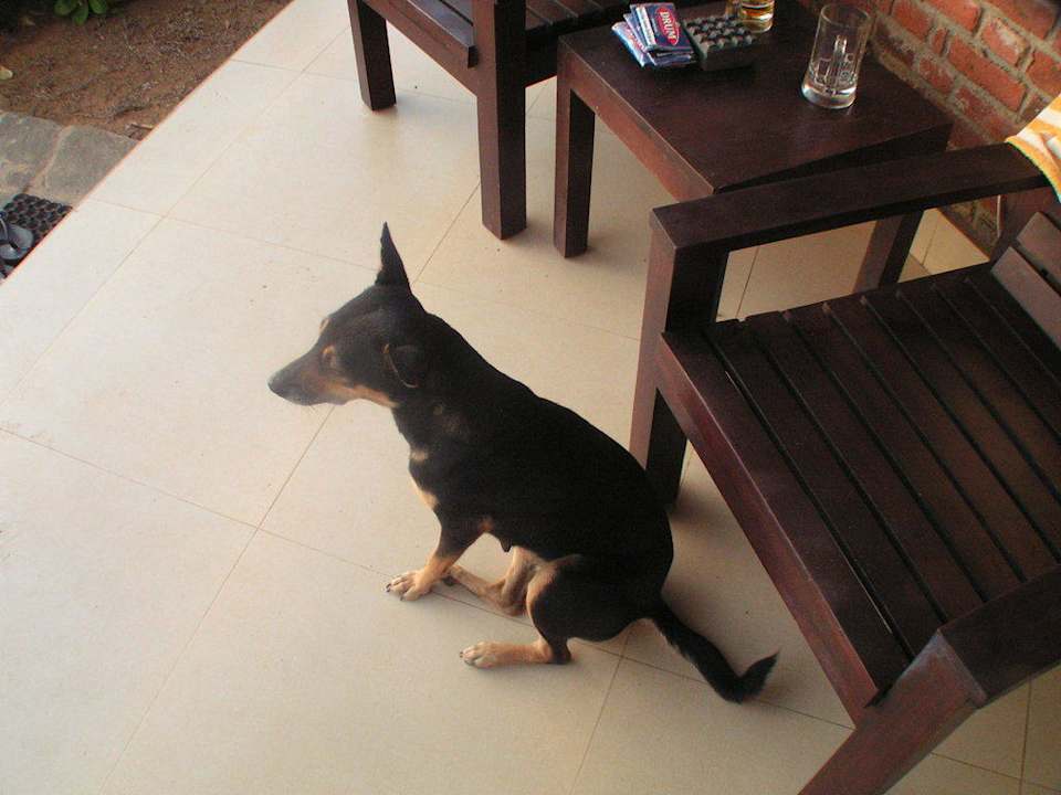 Mary auf unserer Terrasse  Club Hotel Dolphin