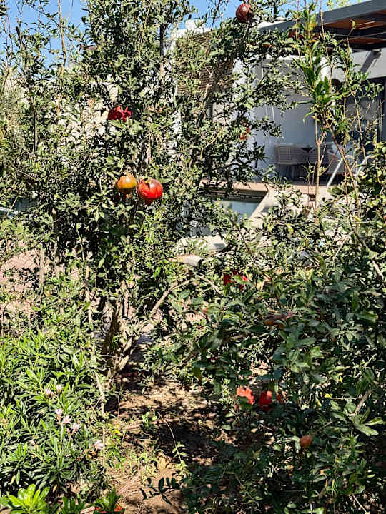 Gartenanlage Anda Barut Collection