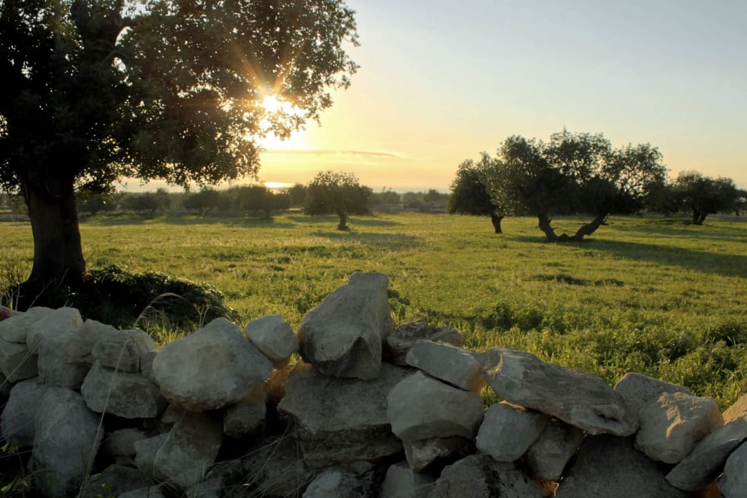 70 hectares of olive trees Agriturismo San Silvestro