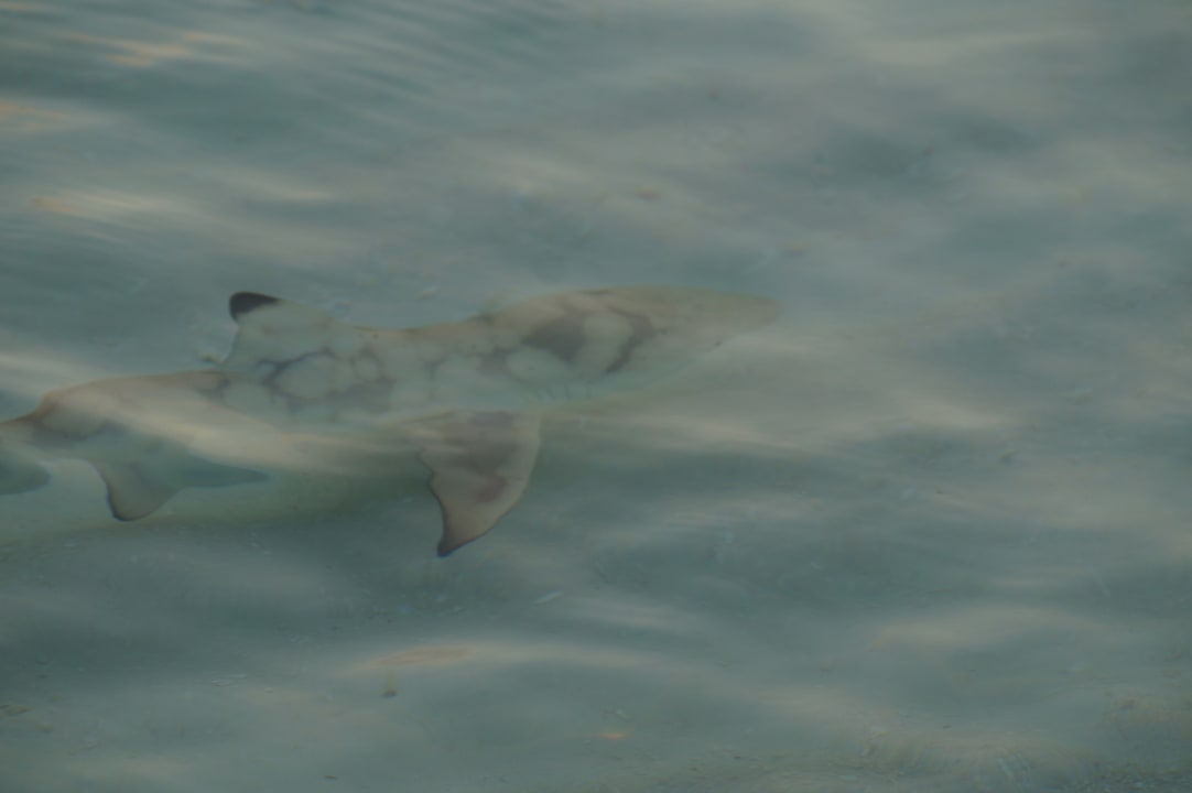 Strand Summer Island Maldives
