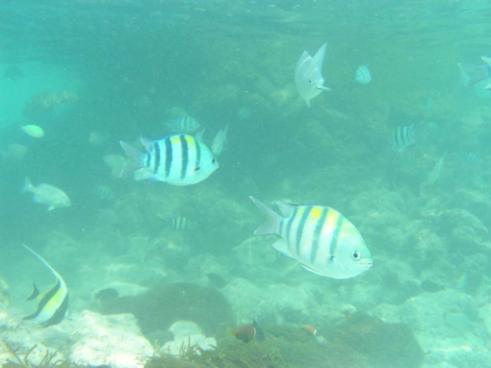 Unterwassser beim Hotel Summer Island Village Summer Island Maldives