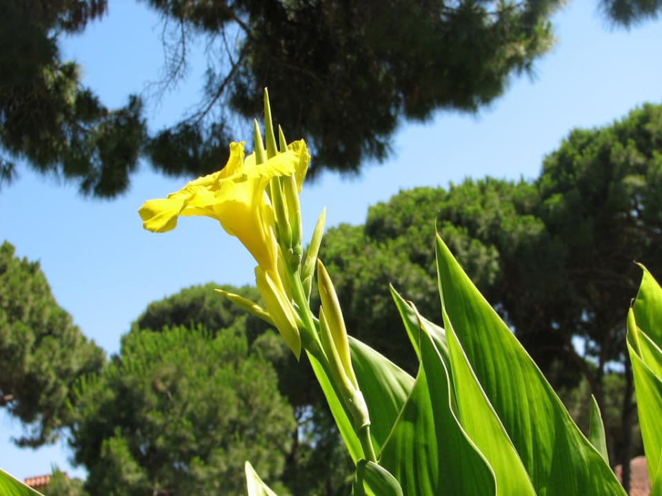 Ogród Asteria Family Belek