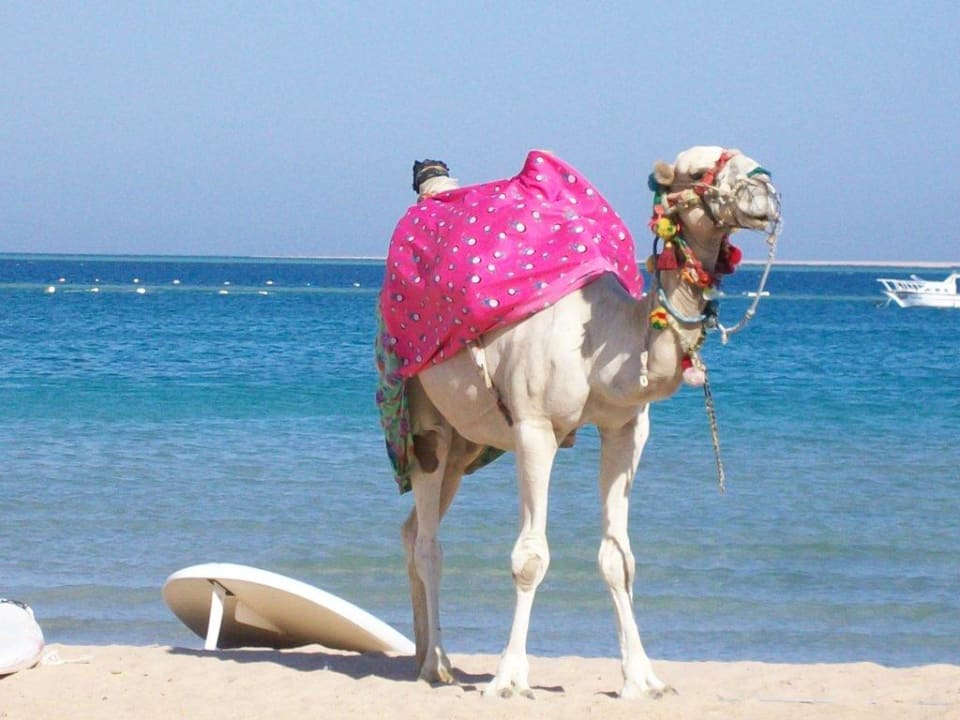 Oscar Giftun Azur Resort