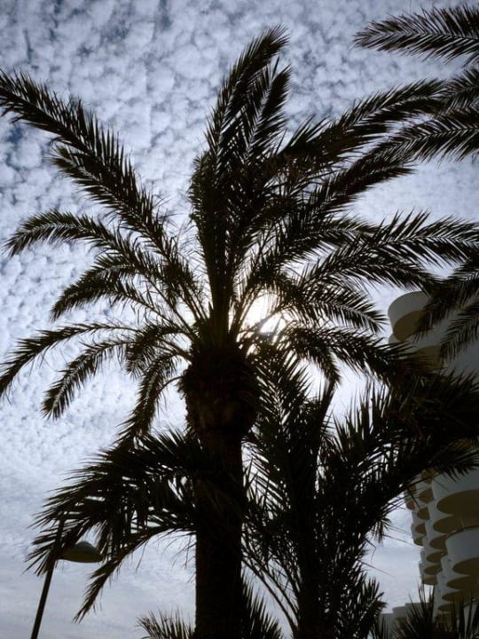 Außenanlage Hipotels Hipocampo Playa