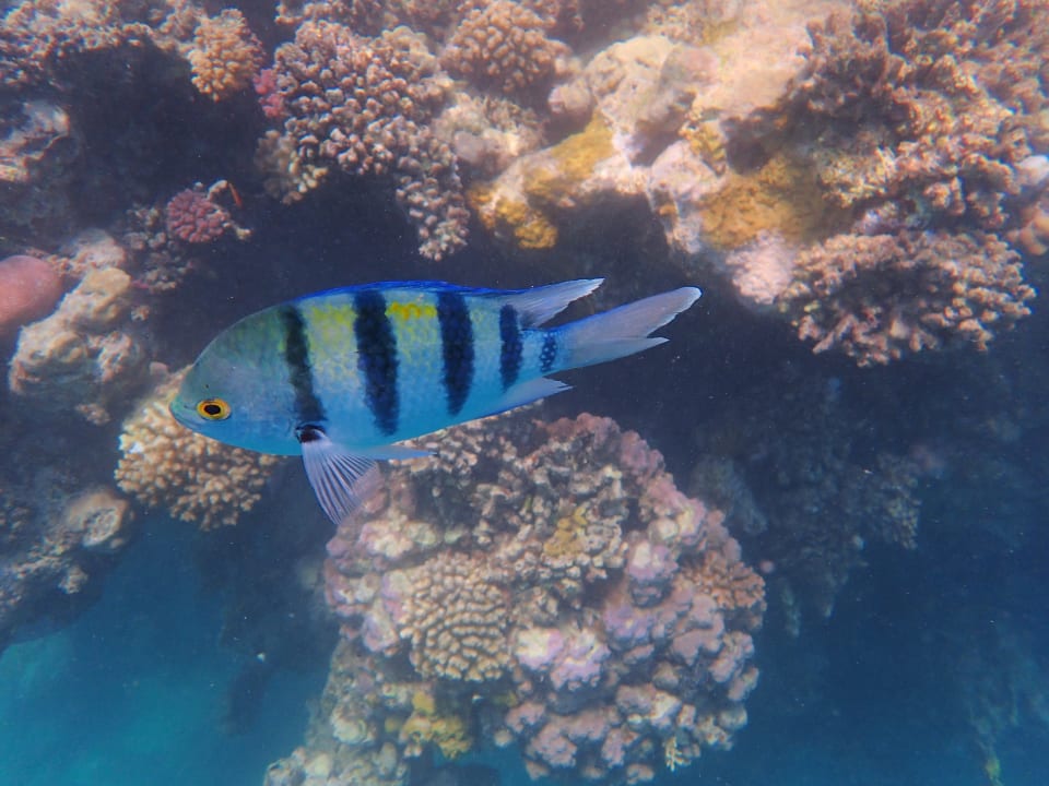 Strand Steigenberger Coraya Beach - Adults only