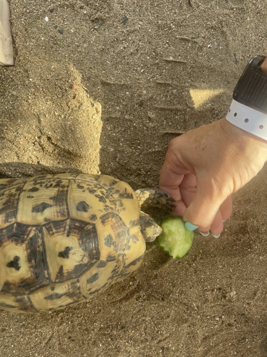 Strand Malikia Resort Abu Dabbab