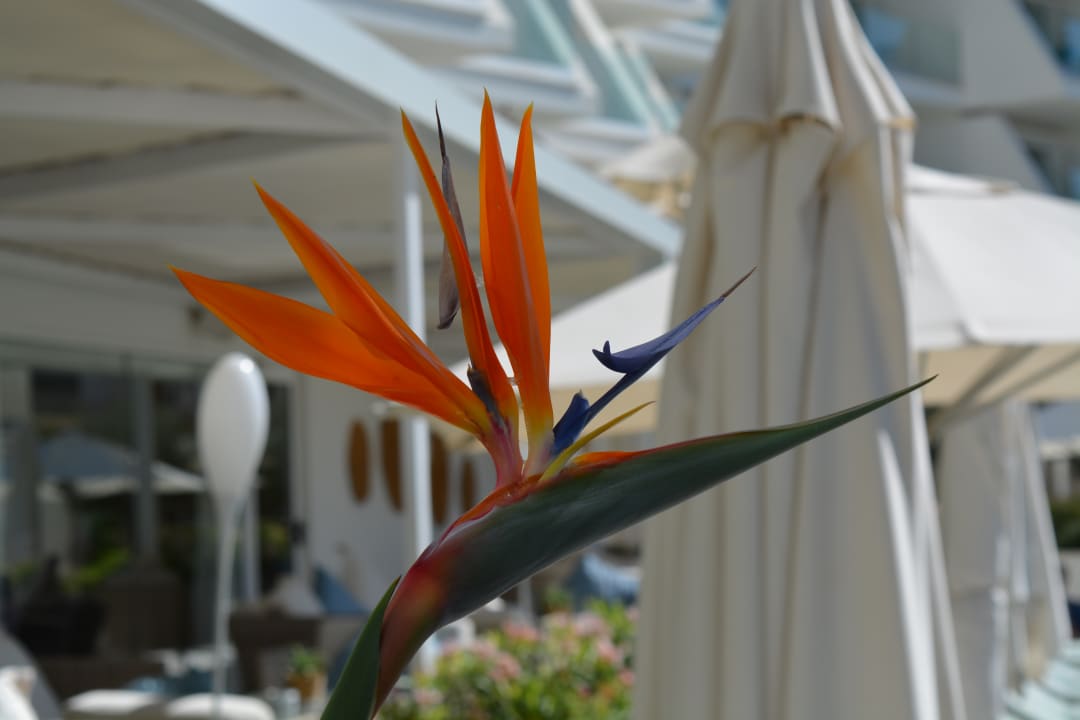 Pool Iberostar Selection Playa de Palma