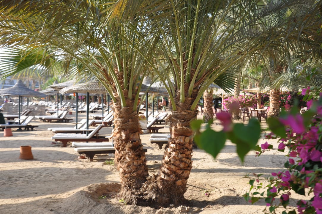 Unter Palmen Brayka Bay Resort