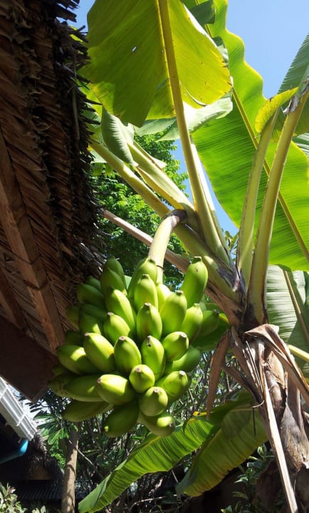Bananen vor dem Restaurant Summer Island Maldives