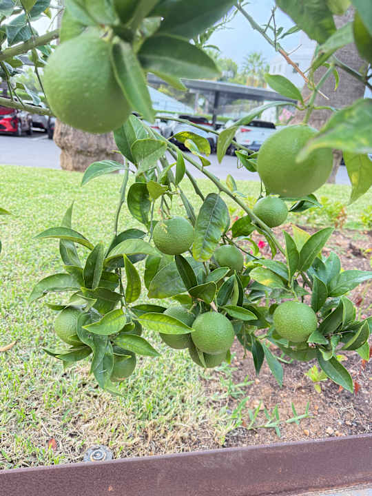 Gartenanlage Playa Esperanza Resort
