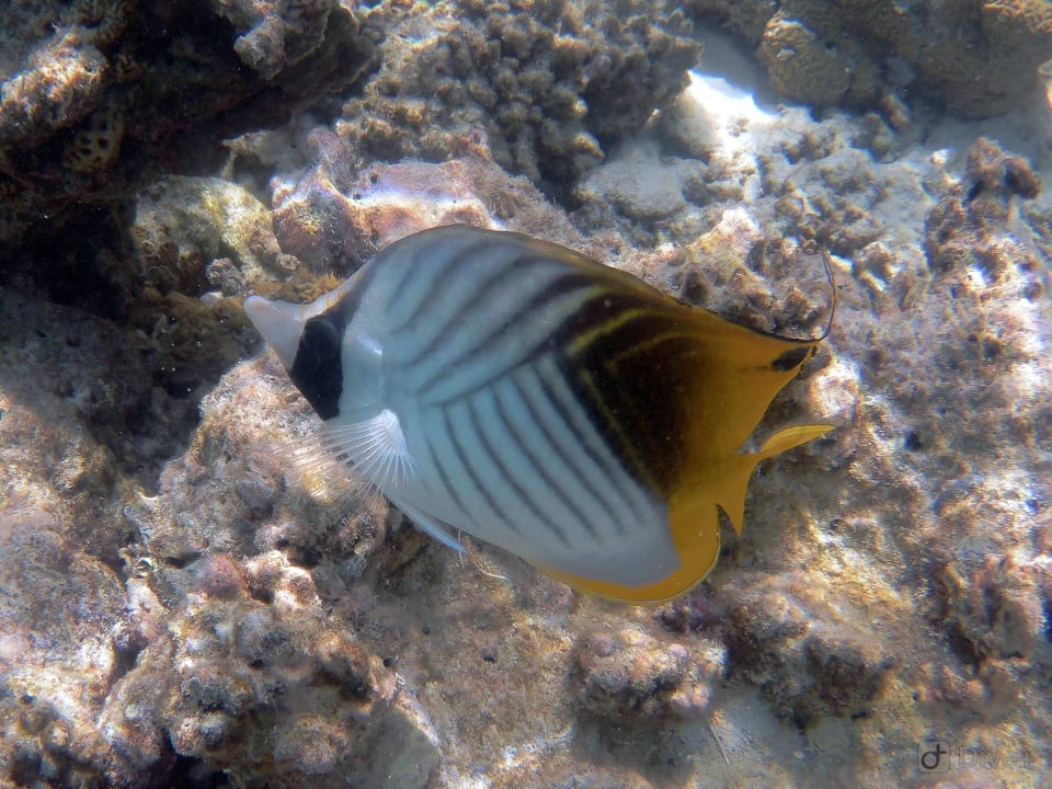 Sport & Freizeit Eri Maldives