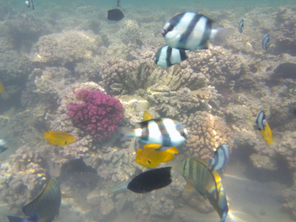 Strand Cleopatra Luxury Resort Makadi Bay