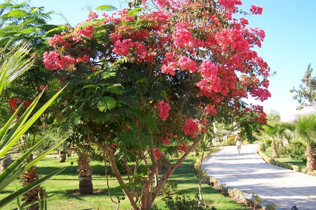 Blumen/Bäume Mirage Bay Resort & Aqua Park