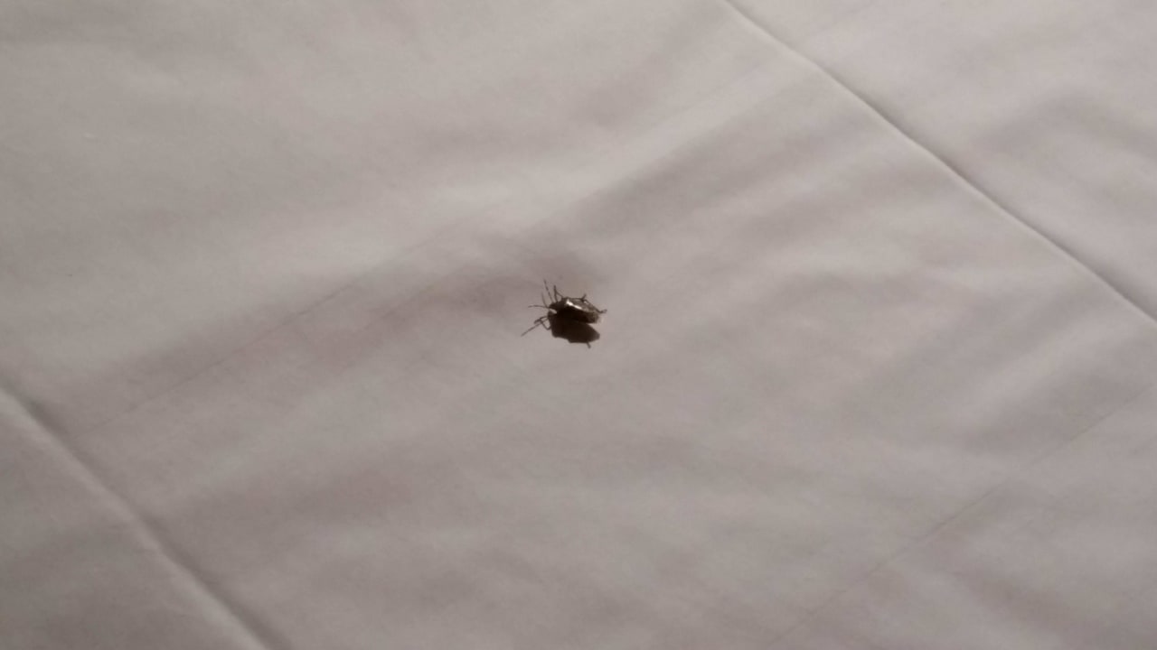 Kakerlake unterm Bettlaken - Zimmer 314 Holiday Inn Express Frankfurt - Airport