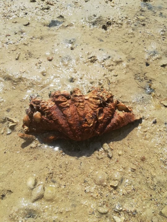 Strand Tropitel Sahl Hasheesh