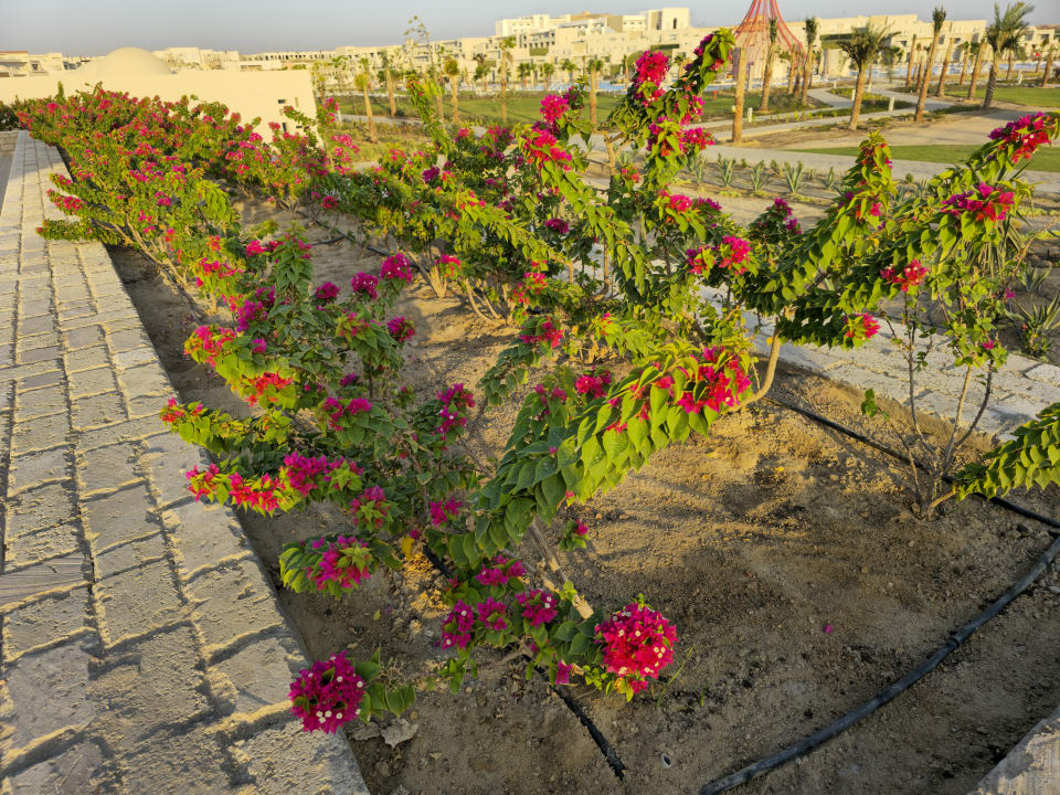 Gartenanlage Sentido Reef Oasis Suakin