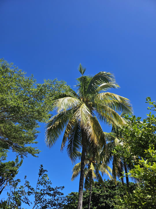 Gartenanlage Gold Beach Resort