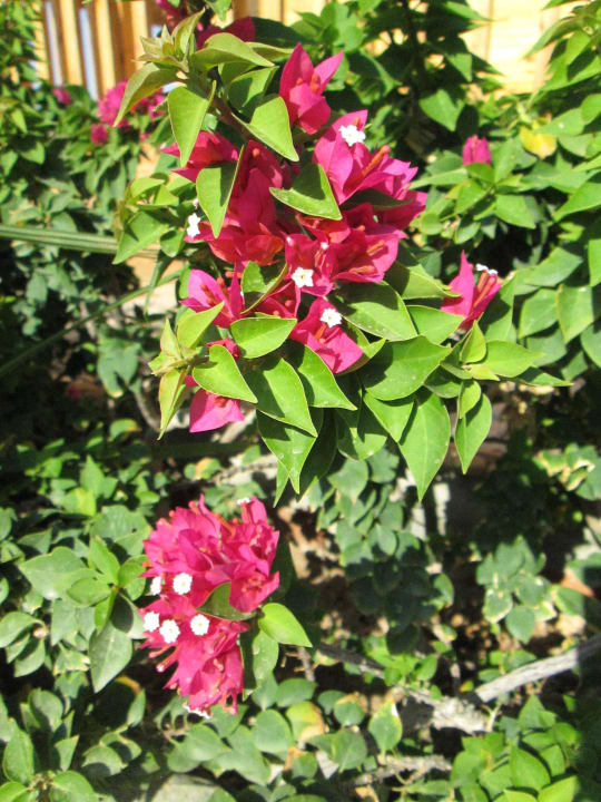 Гибискус Marlin Inn Azur Resort