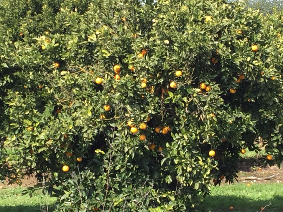 Gartenanlage ROBINSON QUINTA DA RIA