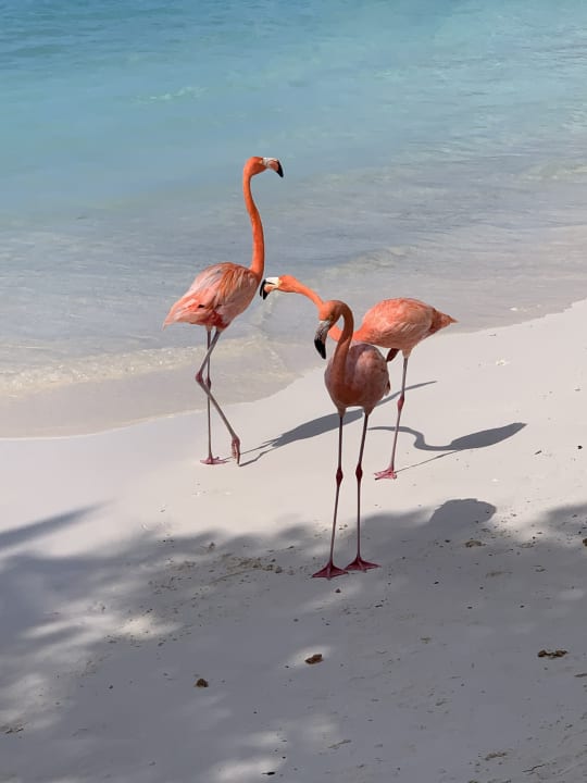 Strand Renaissance Aruba Resort & Casino