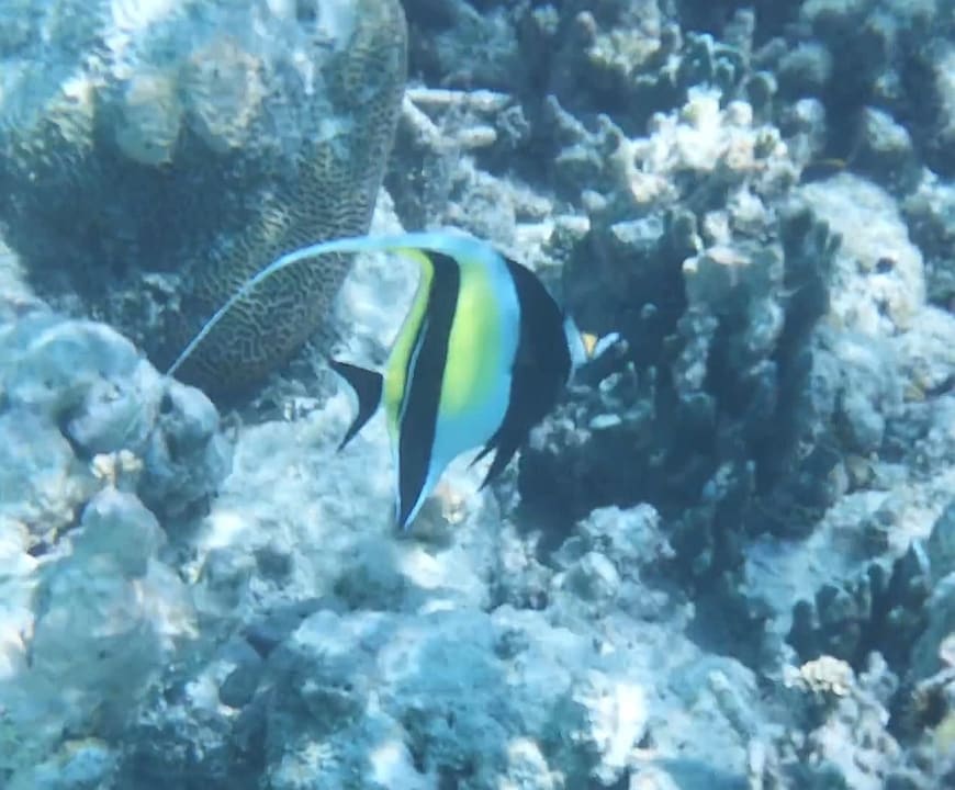 Sport & Freizeit Hotel Riu Palace Maldivas