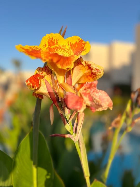 Gartenanlage JAZ Elite Amara