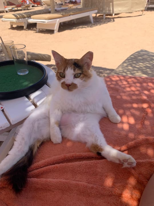 Strand The Grand Hotel Hurghada